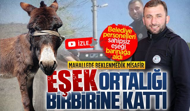 Ardıçbeli Mahallesi’nde başıboş eşek alarmı