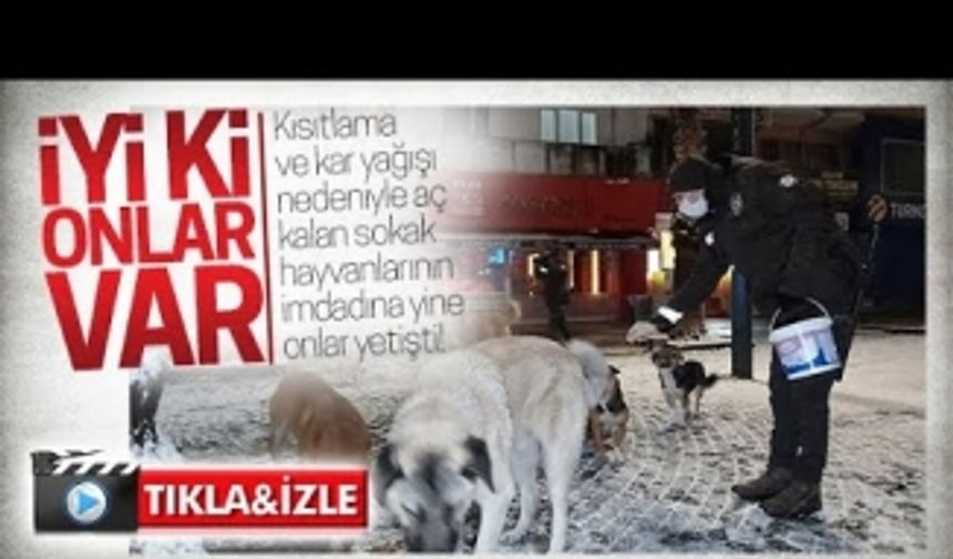 Bekçiler, sokak hayvanlarının imdadına yetişti