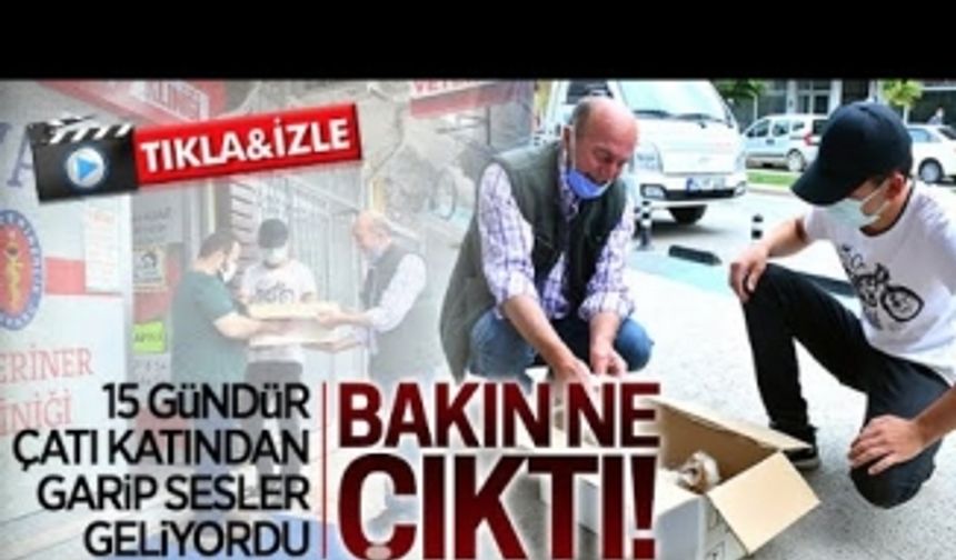 Çatıdan gelen garip sesler bakın ne çıktı