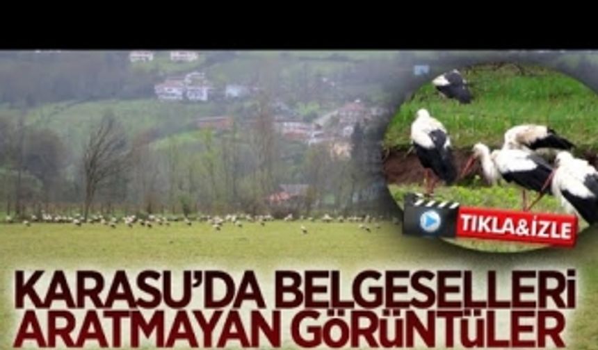 Karasu'da belgeselleri aratmayan görüntüler