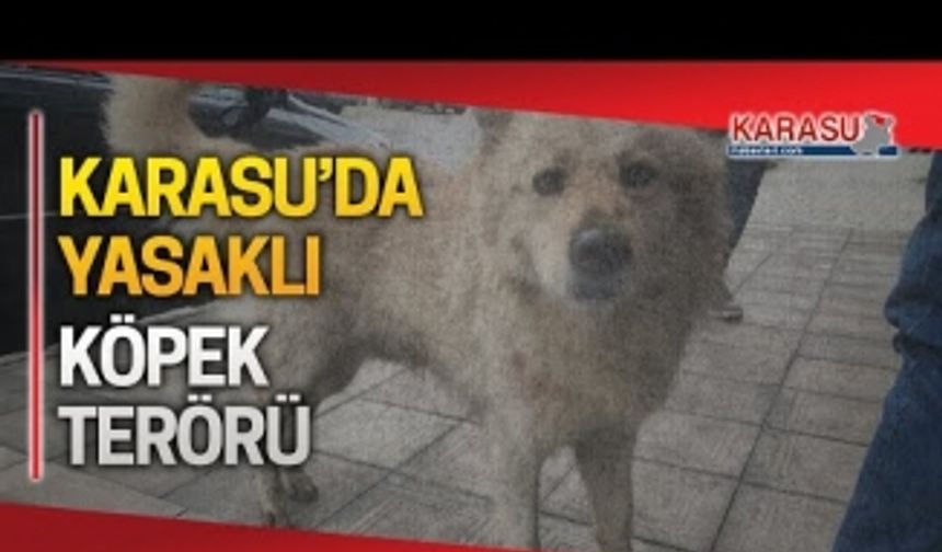 Karasu'da yasaklı köpek dehşeti