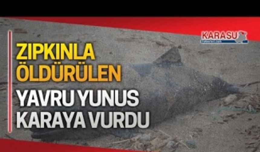 Zıpkınla öldürülen yunus balığı, sahile vurdu