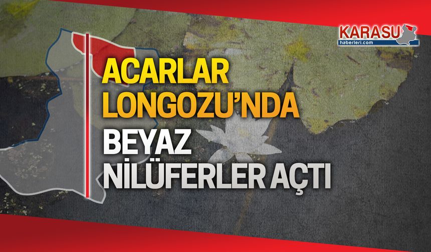 Acarlar Longozu'nda beyaz nilüferler açtı