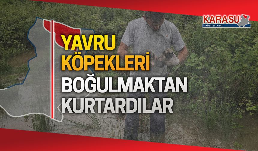 Yavru köpekleri boğulmaktan kurtardılar