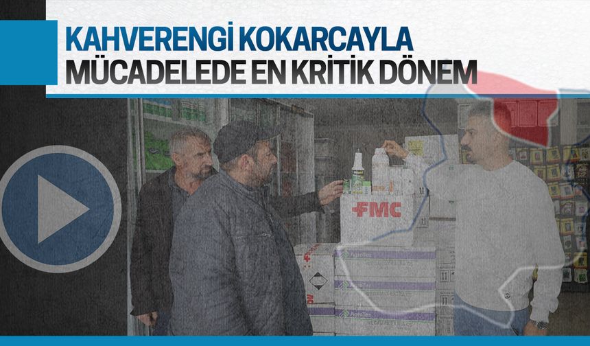 Kahverengi kokarcayla mücadelede en kritik dönemdeyiz