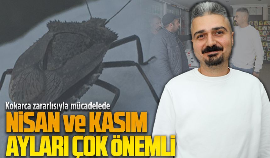 Kokarca zararlısı ile mücadelede Kasım ve Nisan ayları arası çok önemli