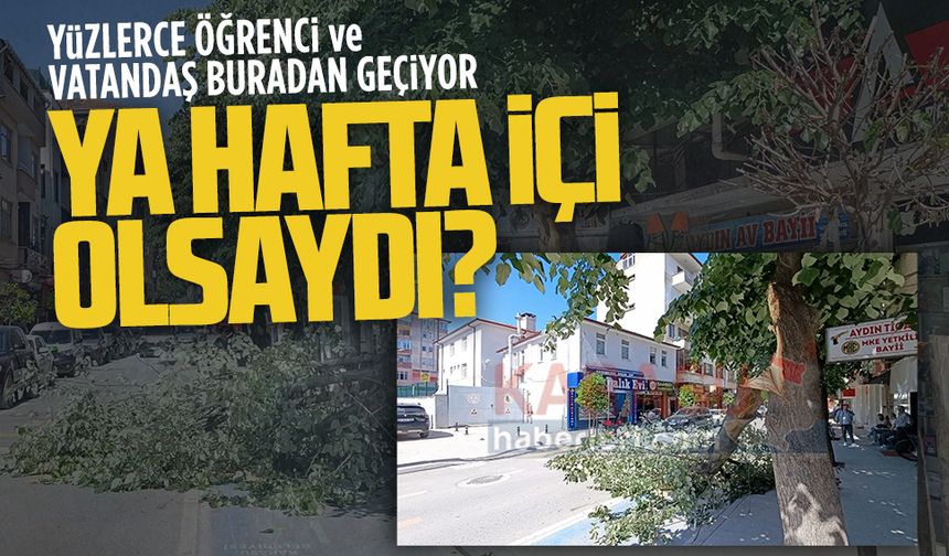 Karasu ilçe merkezinde ağaç devrildi