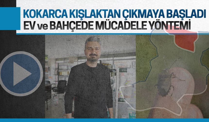 Umut Uysal: Kahverengi kokarcaya tuzaklama ve mücadele nasıl olmalı?