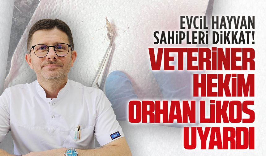 Yazın sessiz tehlikesi: Pisi pisi otuna dikkat!