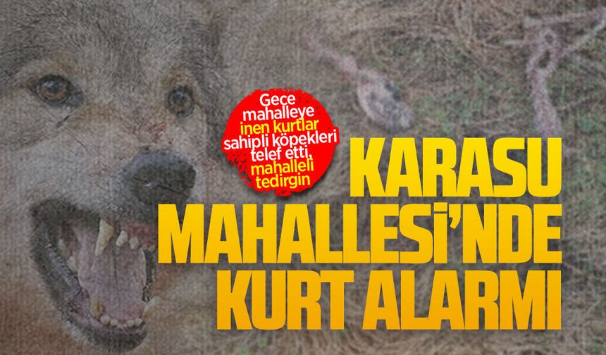 Karasu Mahallesi’nde kurt alarmı