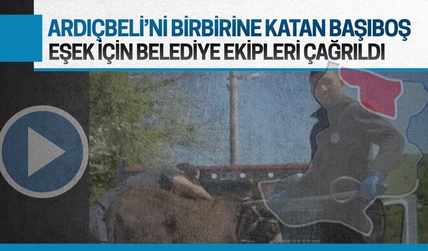 Ardıçbeli Mahallesi’nde başıboş eşek alarmı