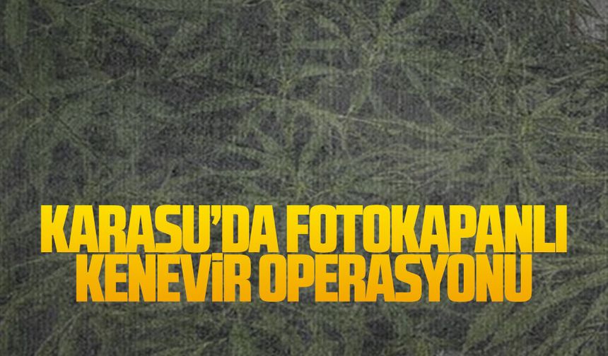 Karasu’da fotokapanlı kenevir operasyonu