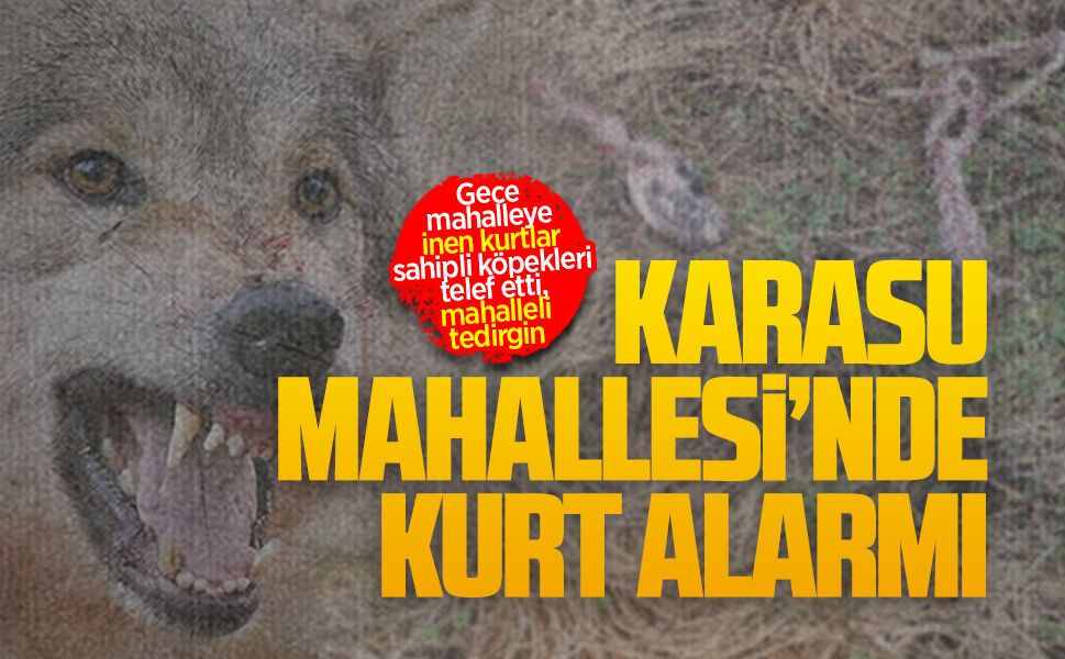 Karasu Mahallesi’nde kurt alarmı
