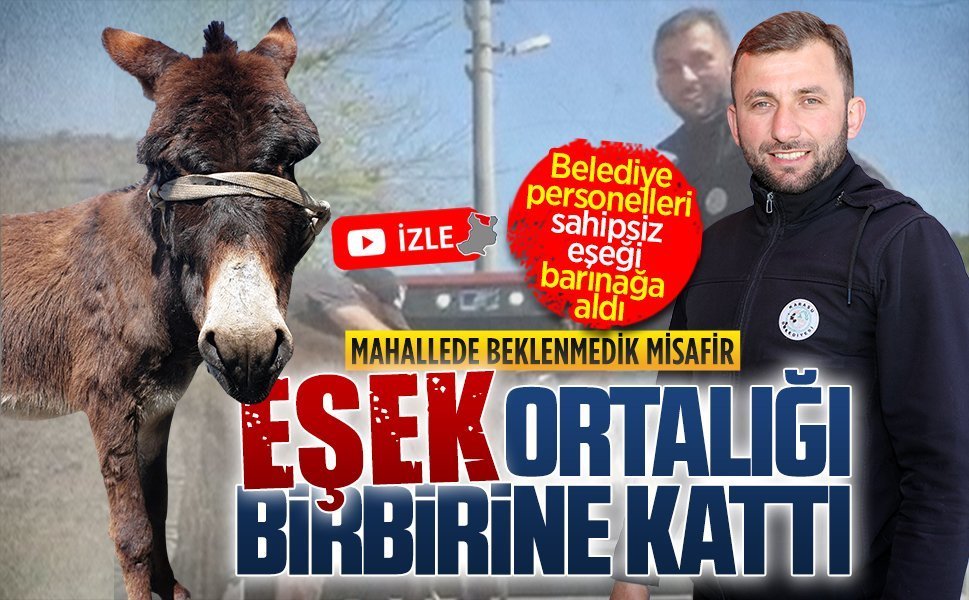 Ardıçbeli Mahallesi’nde başıboş eşek alarmı