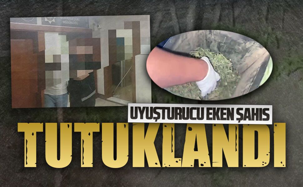 Karasu’da uyuşturucu tarlasına operasyon