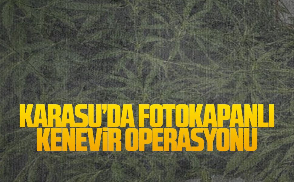 Karasu’da fotokapanlı kenevir operasyonu