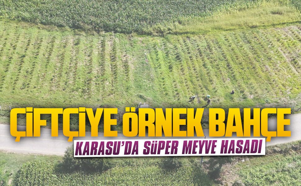 Karasu’da “süper meyve” hasadı