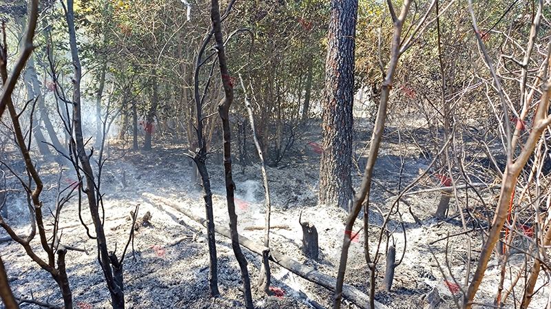 Karasu Kuzuluk Çam Ormanı Yangını F6