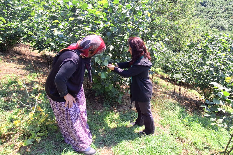 Serap Vildan Ersoy Fındık Uyarı F3