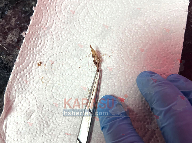 Karpetveteriner 509621396 17907980907173608 5195314277546797211 N