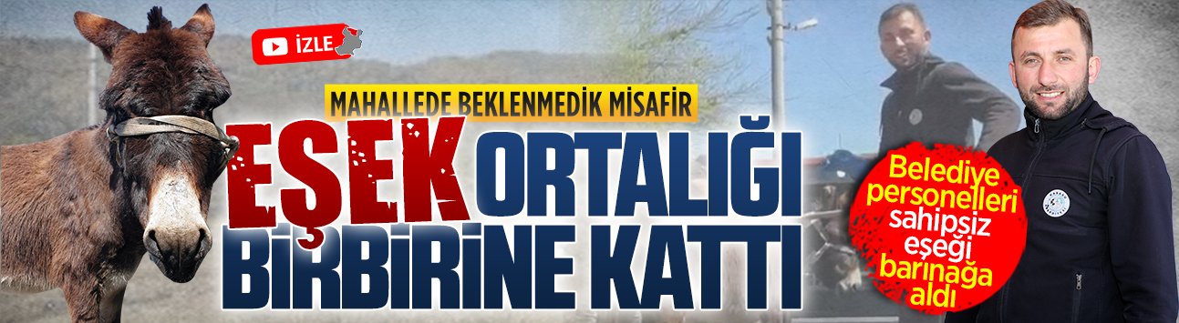 Ardıçbeli Mahallesi’nde başıboş eşek alarmı