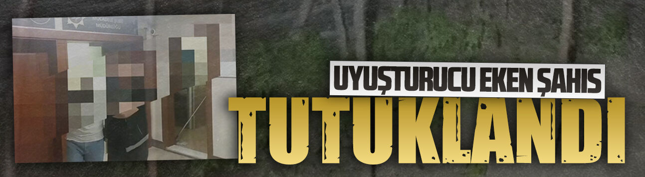 Karasu’da uyuşturucu tarlasına operasyon