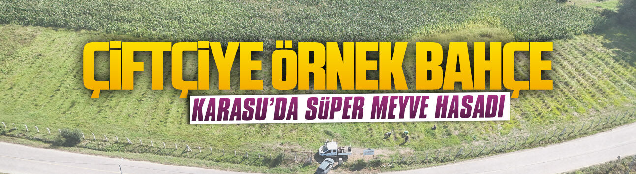 Karasu’da “süper meyve” hasadı