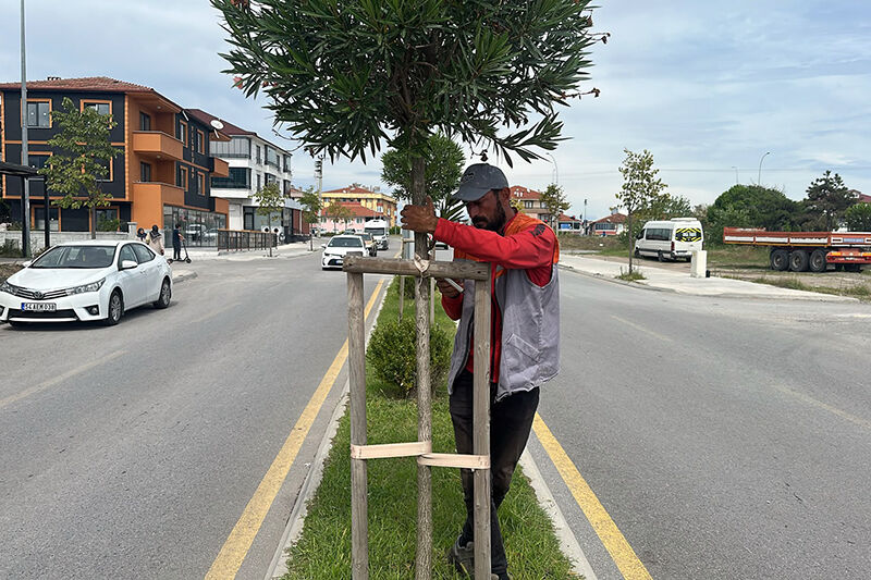 Karasu Belediyesi Park Ve Bahçeler Müdürlüğü Refüj Yenileme Çalışması 15